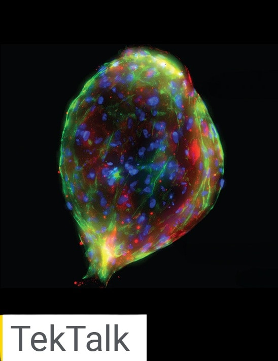 Characterization of Stem Cell Derived Models