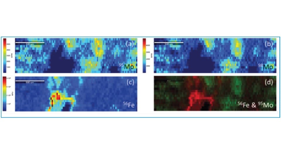 Distribution of magnesium-24, iron-56, copper-63, molybdenum-95, and molybdenum-98 in a section of mouse liver obtained by LA-ICP-MS. Overlay of the iron-56 and molybdenum-95 signals in distinct regions of the sample.