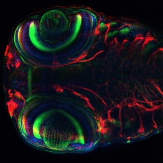 BioTek Cytation C10 Confocal Imaging Reader